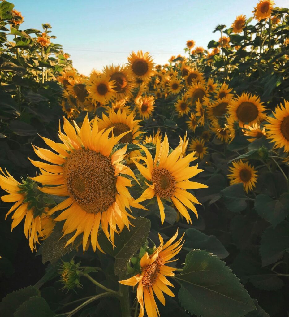 Suncokret